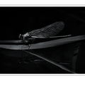 S7A708759_01.png