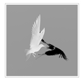 S7R02599_black_white.png