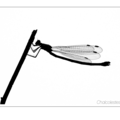 S7R04691.png