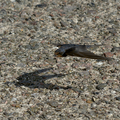 S7A706356_01.png