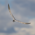 S7A706683.png