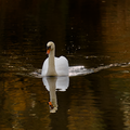 S7A707543_01.png