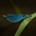 S7A708188.png