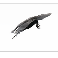 S7R00187.png