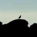 S7A700285.png