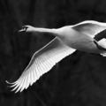 S7A700711_08.png