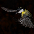 S7R02807_04.png