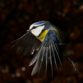 S7R04395.png