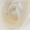 S7R09628_02.png