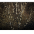 S7A706534.png