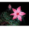 S7R09576.png